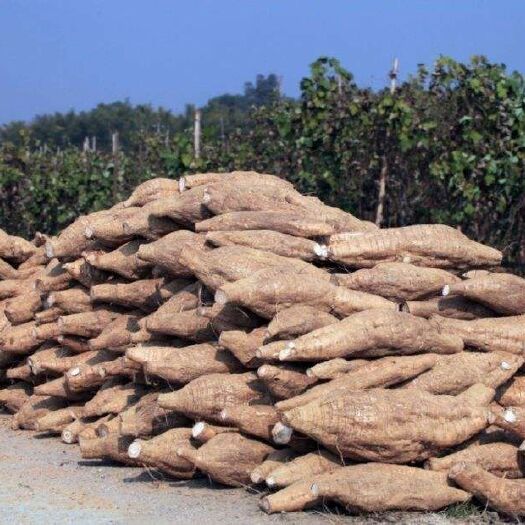藤县 大量量供应优质无渣粉葛