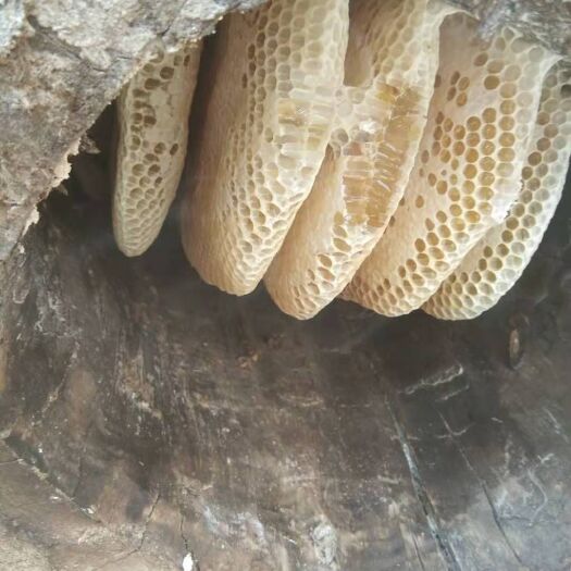 云龍縣野生蜂蜜  生態(tài)蜂蜜