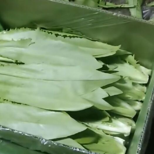 新民市纯香油麦菜  精品油麦菜价格稳定，货源充足，精品把油菜质量保证，价格合理