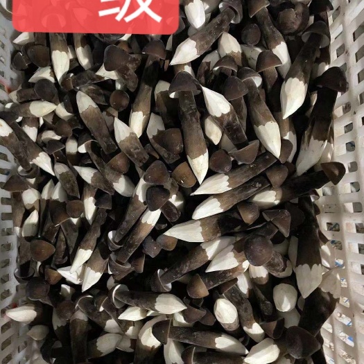 邹城市 黑的黑皮鸡枞菌，头茬，数量有限，欢迎预订！！！