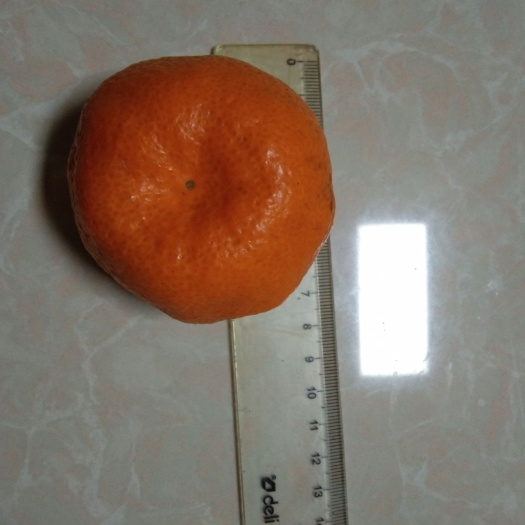 三门县 黄岩蜜桔晚熟品相好，甘甜，6－10cm