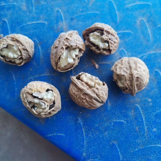 大姚县薄皮核桃 26~30mm 袋装 18-24个月 