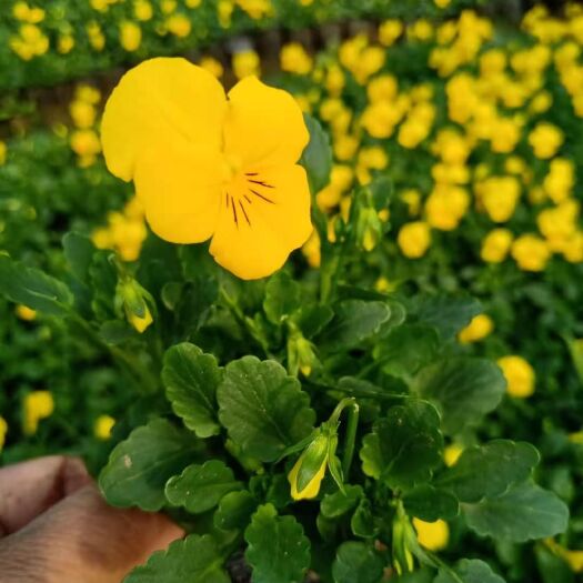 角堇花 现采现发 多种花色