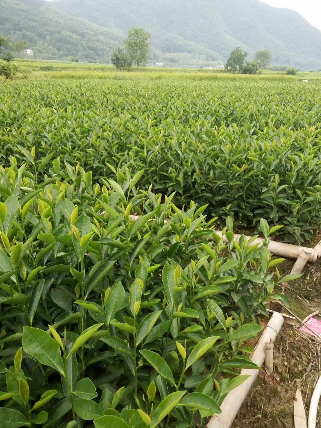 茶树苗 "特早"品种绿茶苗,产于"汀溪兰香"绿茶之源,最早上市绿茶苗