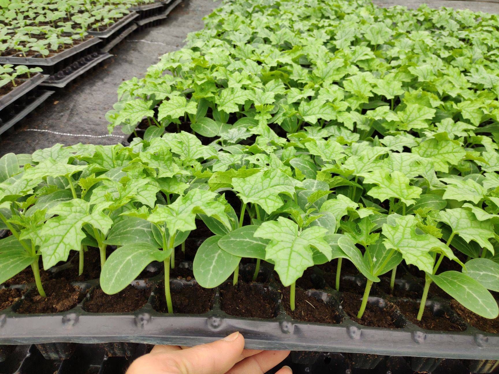 四川，皱皮肉，丝瓜苗，连续挂果强，可同时挂果二十个，基地专用