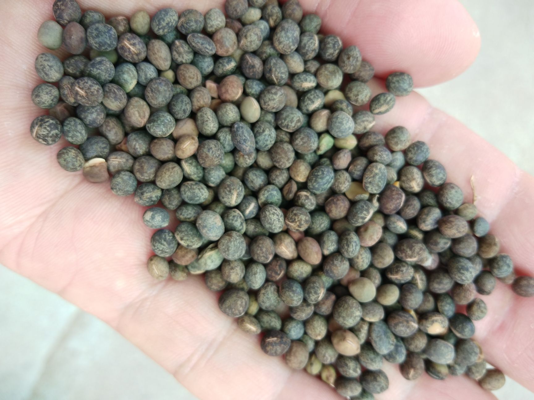 黑豌豆，量大价格优惠，代办火车运输，