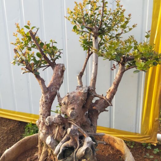 桂林开花结果，三叶红芽赤楠老桩