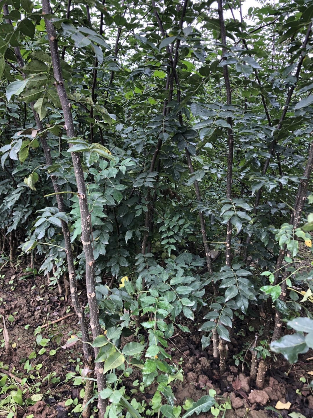 大红袍花椒苗  花椒苗，无刺花椒，大红袍花椒，产地直供，量大