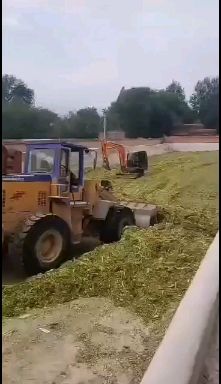小麦秸秆  小麦草 小麦草秸秆