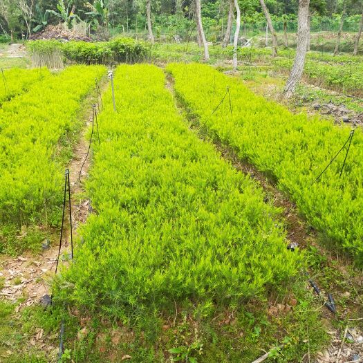 漳浦县中华蚊母树 澳洲茶树，提炼精油，以及绿化行道树