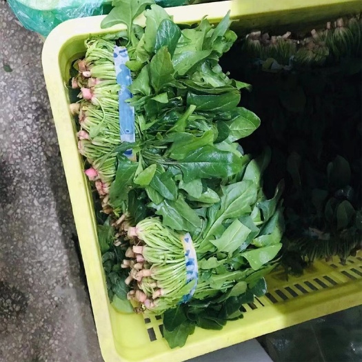 如皋市长叶菠菜  如皋农家菠菜露天蔬菜霜冻小叶菠菜新鲜红根火锅菜菠菜5斤/份包