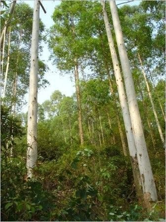 临沧广林九号桉树 桉树