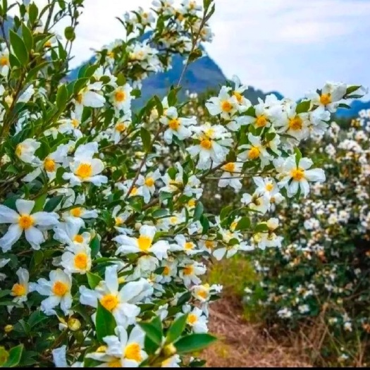 丰城市油茶树  【包邮】长林系列嫁接油茶苗，裸根苗