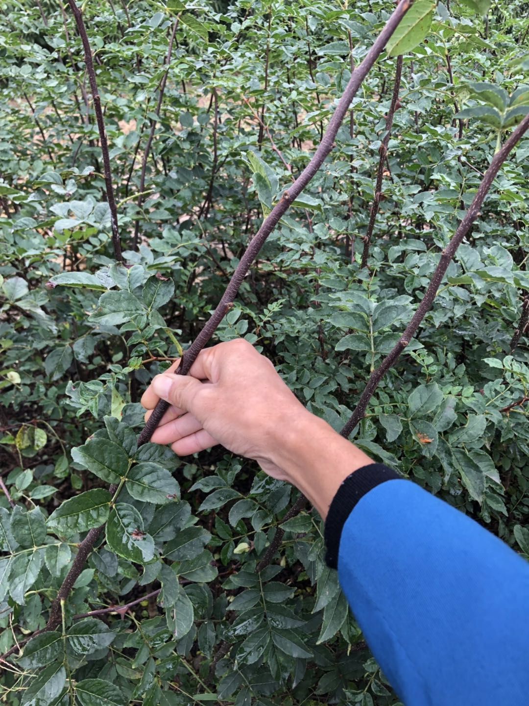 大红袍花椒苗  花椒苗，无刺花椒，大红袍花椒，产地直供，量大