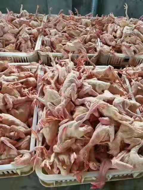 白羽王鸽肉 冷冻