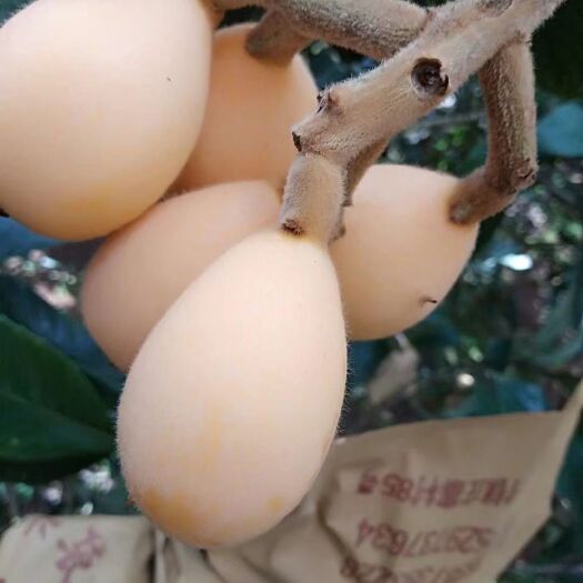 蒙自市蒙自枇杷 蒙自新鲜枇杷，欢迎各位老板订购。