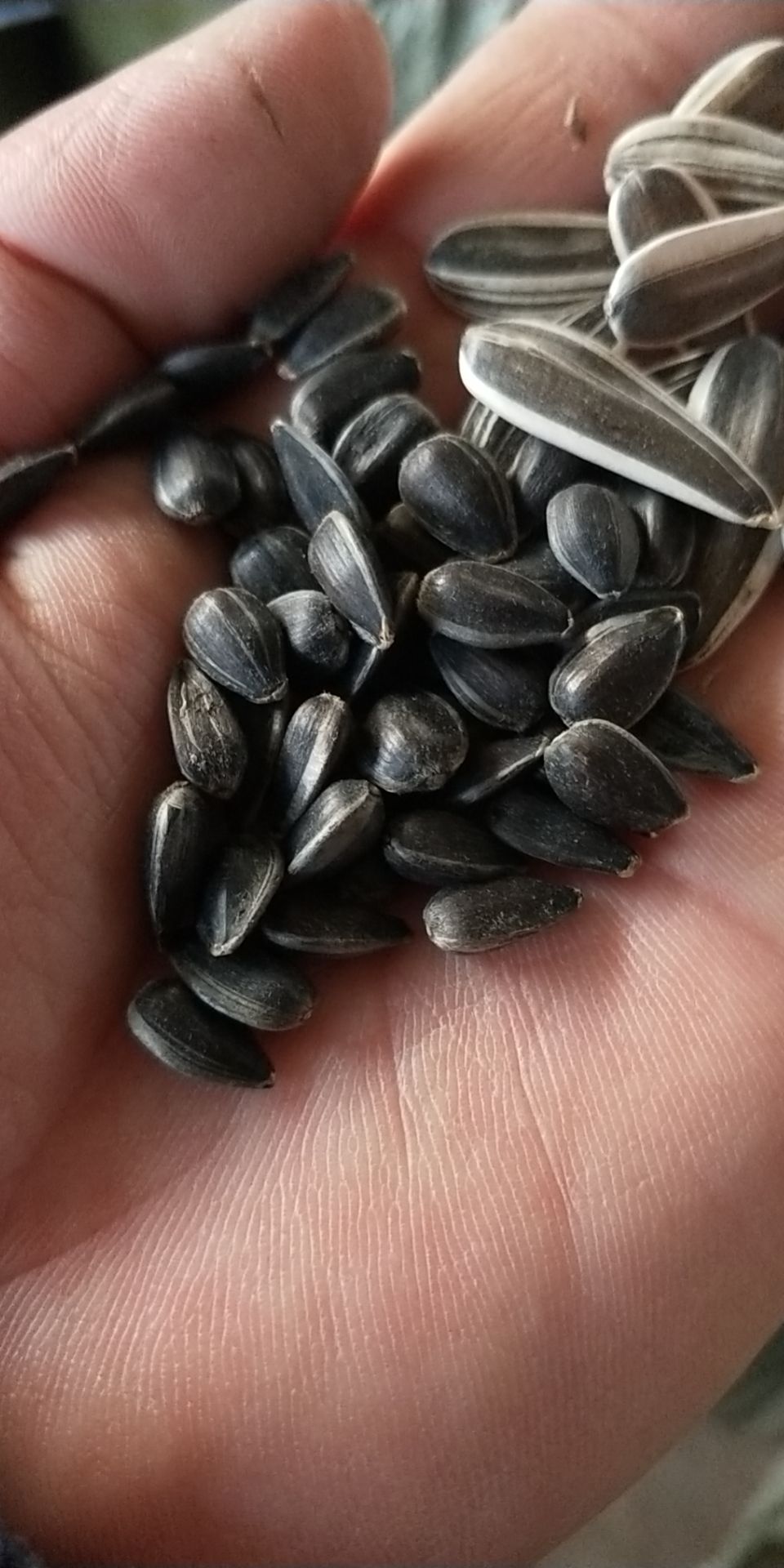 黑油葵，奥33，榨油，炒货专用，