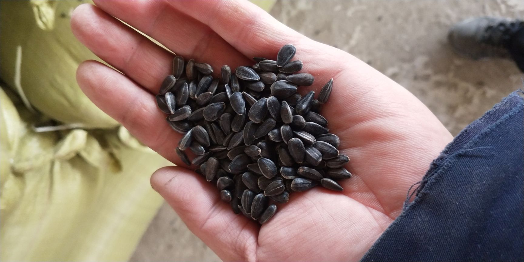 黑油葵，奥33，榨油，炒货专用，