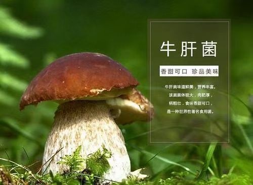 莎车县普通牛肝菌  物美价廉，营养丰富，天然食物