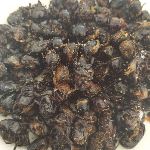 天津金龟子  昆虫，油壳螂