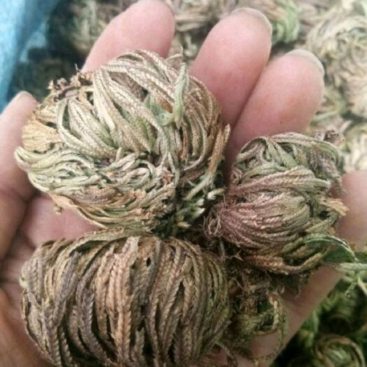 宁强县甘肃中药材  卷柏（还魂草）