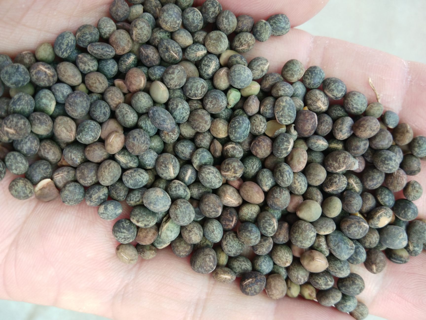 黑豌豆，量大价格优惠，代办火车运输，