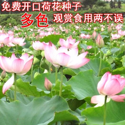 杭州四季开花碗莲种子水培绿植物室内外盆栽好养七彩睡莲荷花藕苗花卉