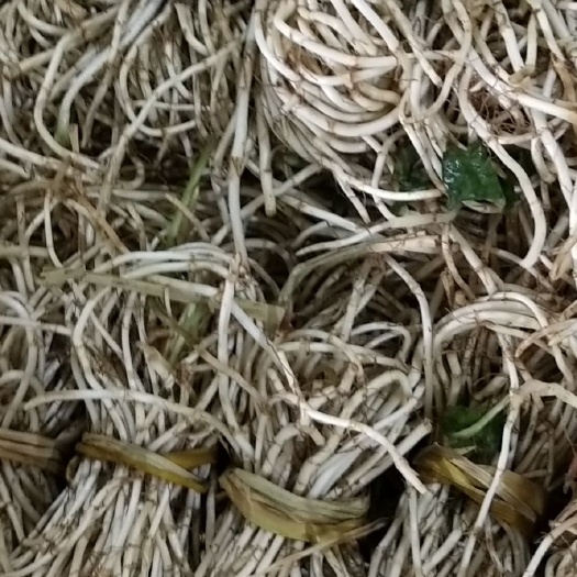 安顺野生鱼腥草 