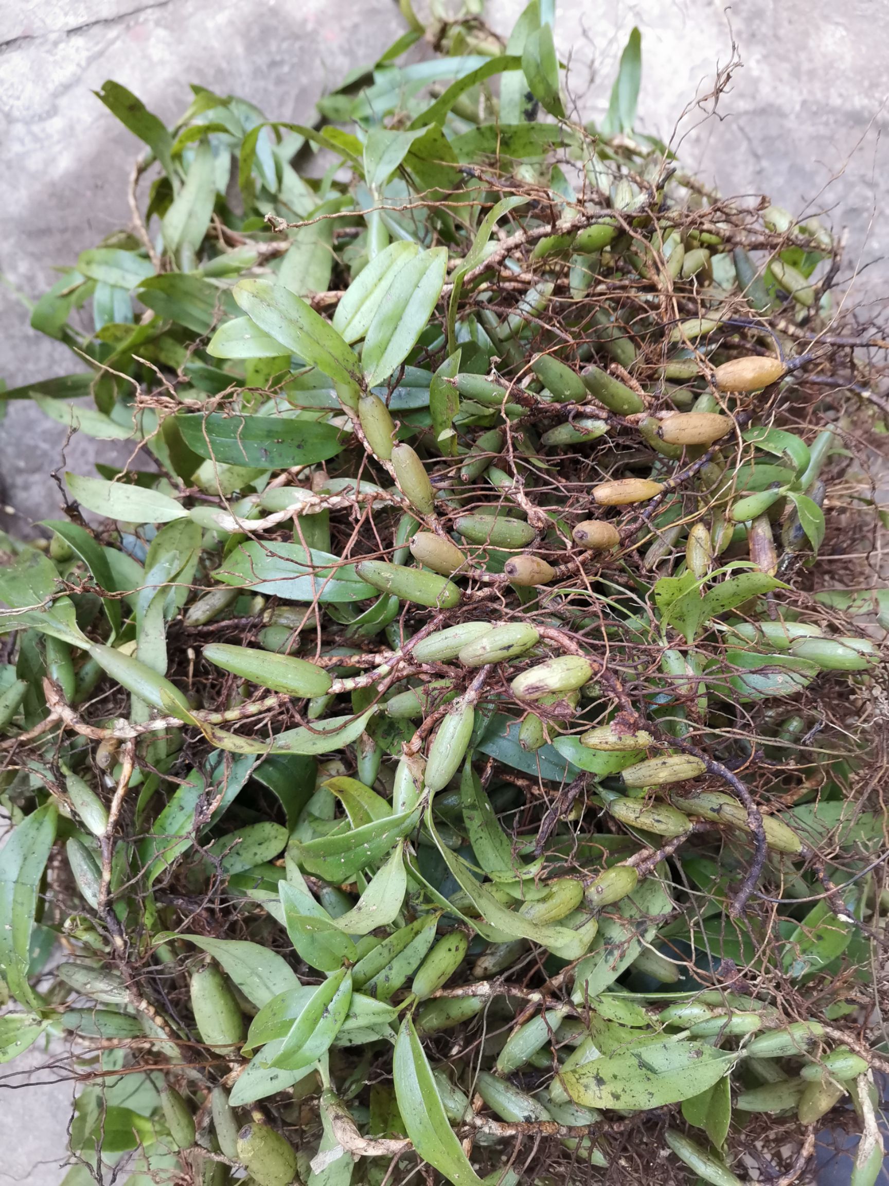 石橄榄  新鲜石仙桃靓货煲汤中药材《双叶中果》批发产地直供包