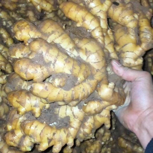 凤凰县老姜现货不多了  需要联系  湘西小黄姜种植基地  洞姜