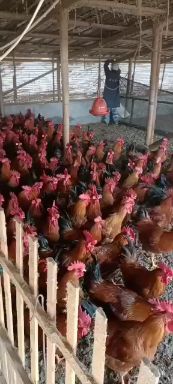 大红公鸡  150多天老鸡，6斤左右，吃玉米