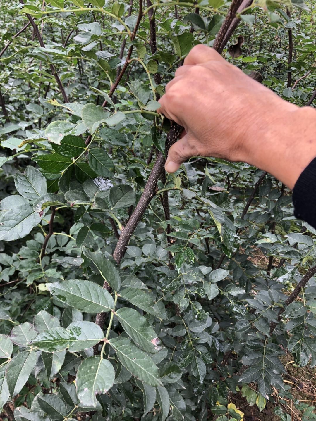 大红袍花椒苗  花椒苗，无刺花椒，大红袍花椒，产地直供，量大