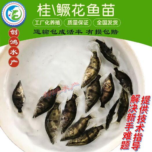 深圳桂鱼苗  【基地直供】桂花鱼苗 翘嘴鳜鱼苗 鳜鱼苗