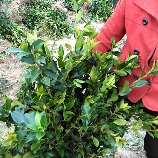 攸县芩软3号油茶 
