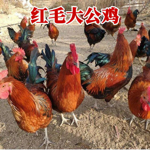 杭州乌脚鸡  纯散养，拒绝JS色素等，吃五谷，肉质有保证