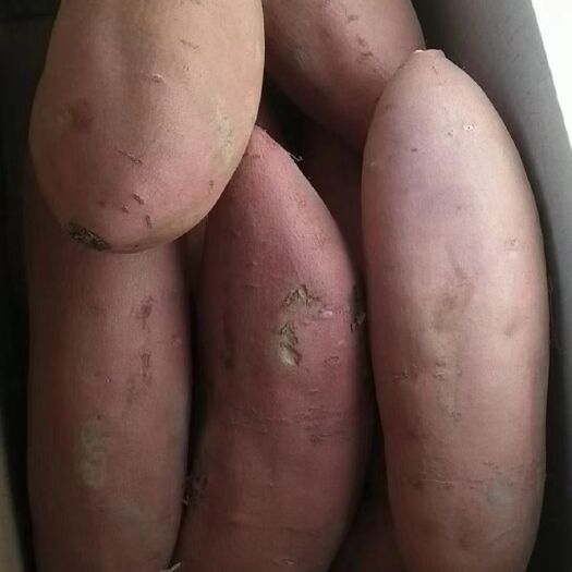 雄县龙薯九号 混装通货 黄皮 