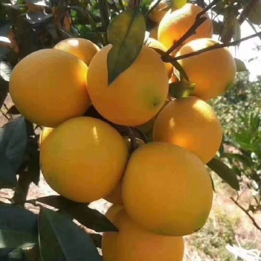 寻乌县赣南脐橙，味甜多汁，美味正当时