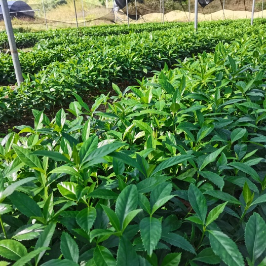 万载县草珊瑚种苗、九节茶苗、肿节风苗、节骨茶苗、草珊瑚种子