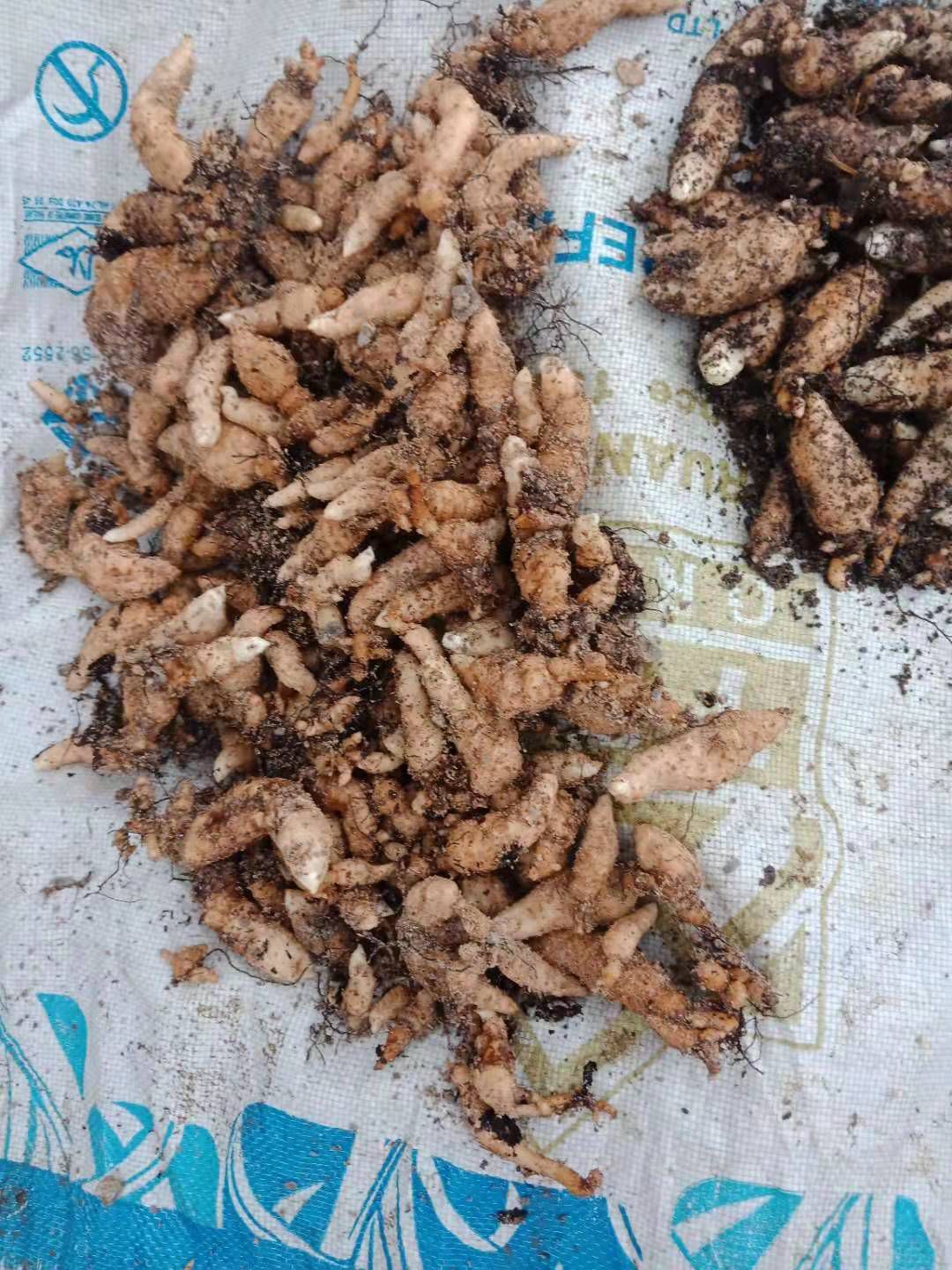 乌天麻无性繁殖零代种子云南小卢