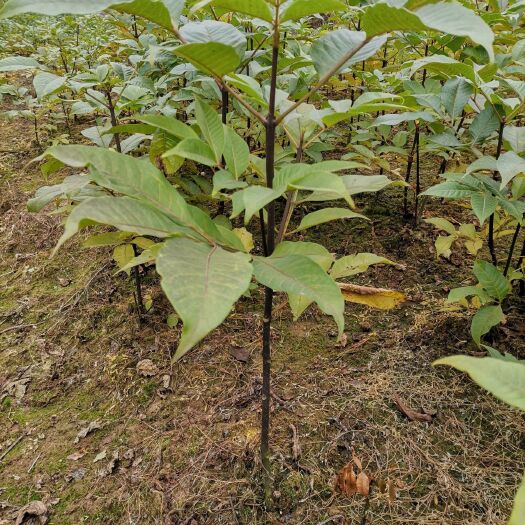 重庆市吴茱萸苗