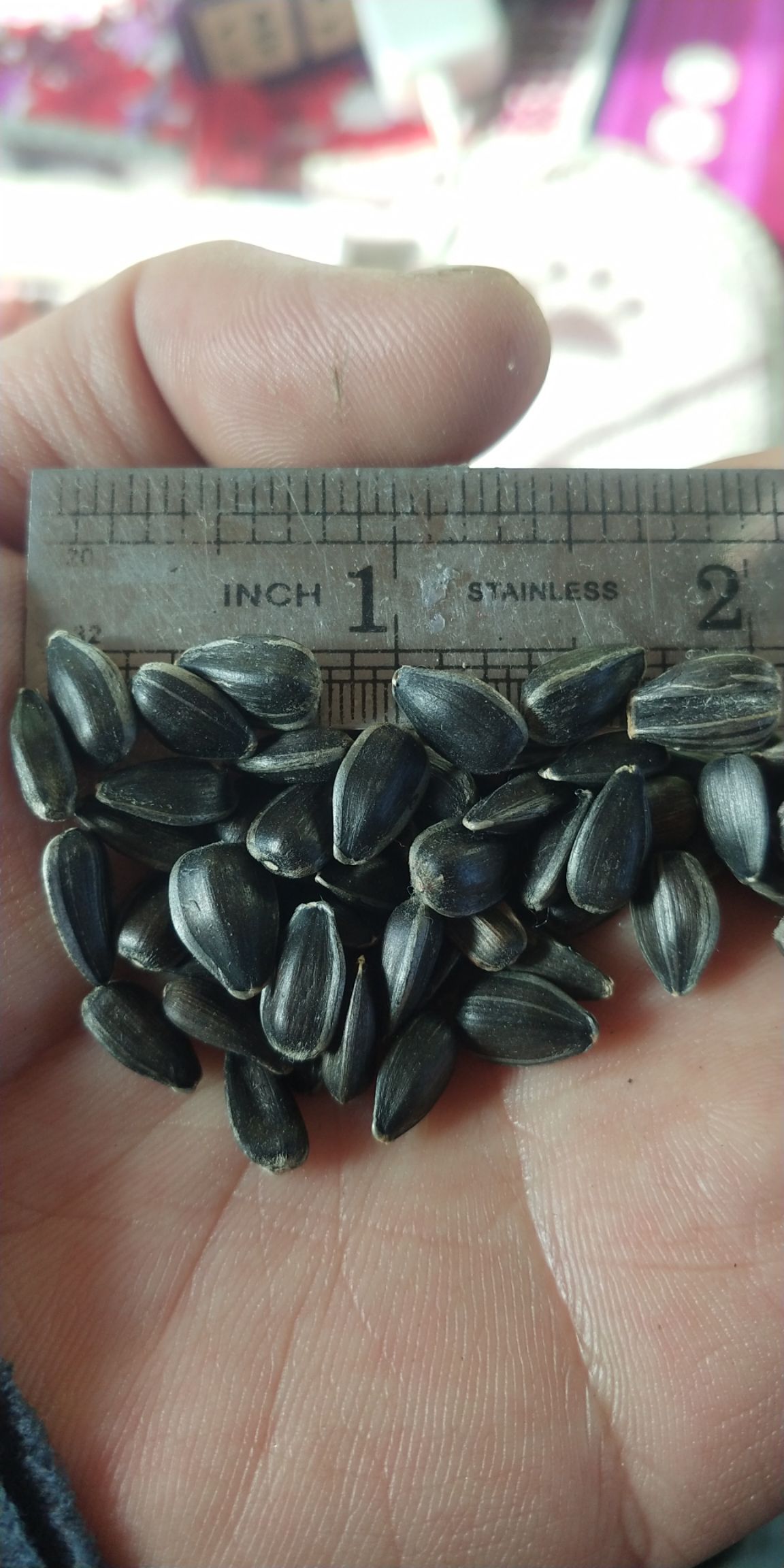 黑油葵，奥33，榨油，炒货专用，
