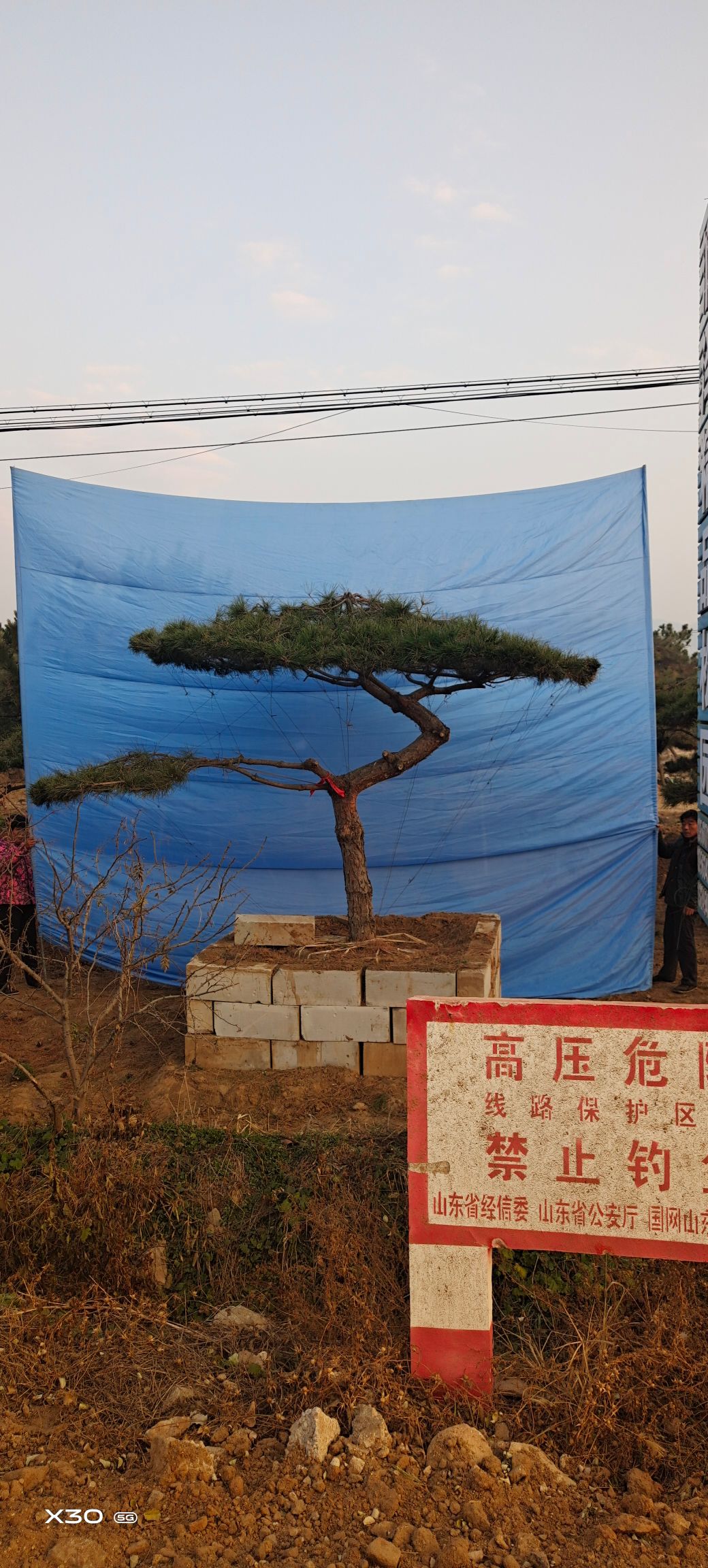 造型黑松