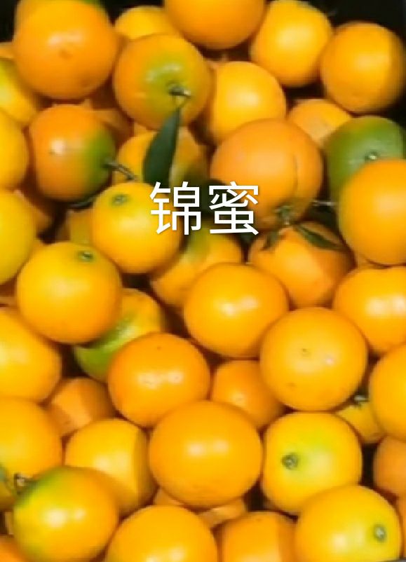  锦蜜冰糖橙