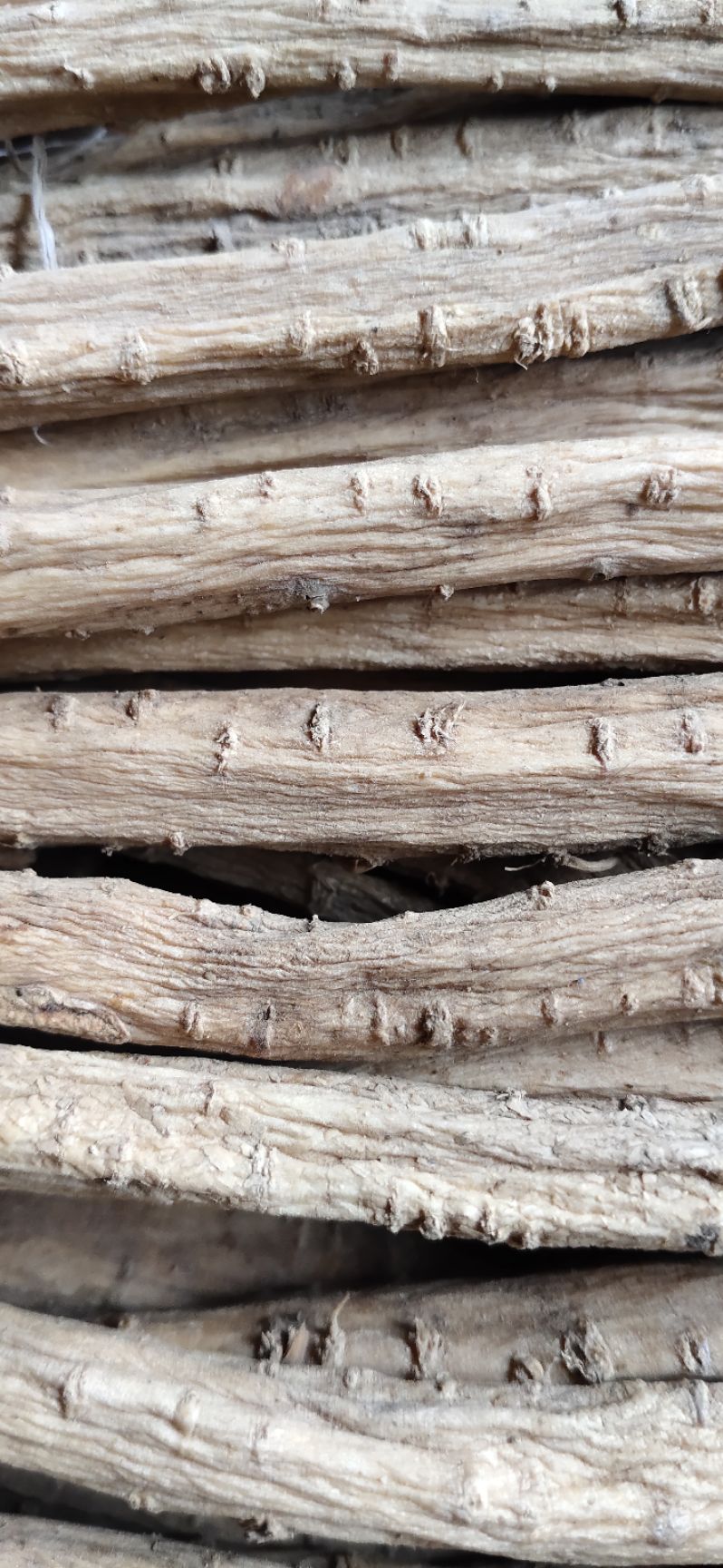 甘肃岷县（包邮）25年产鲜党参新鲜白条党参 产地直发优质货源