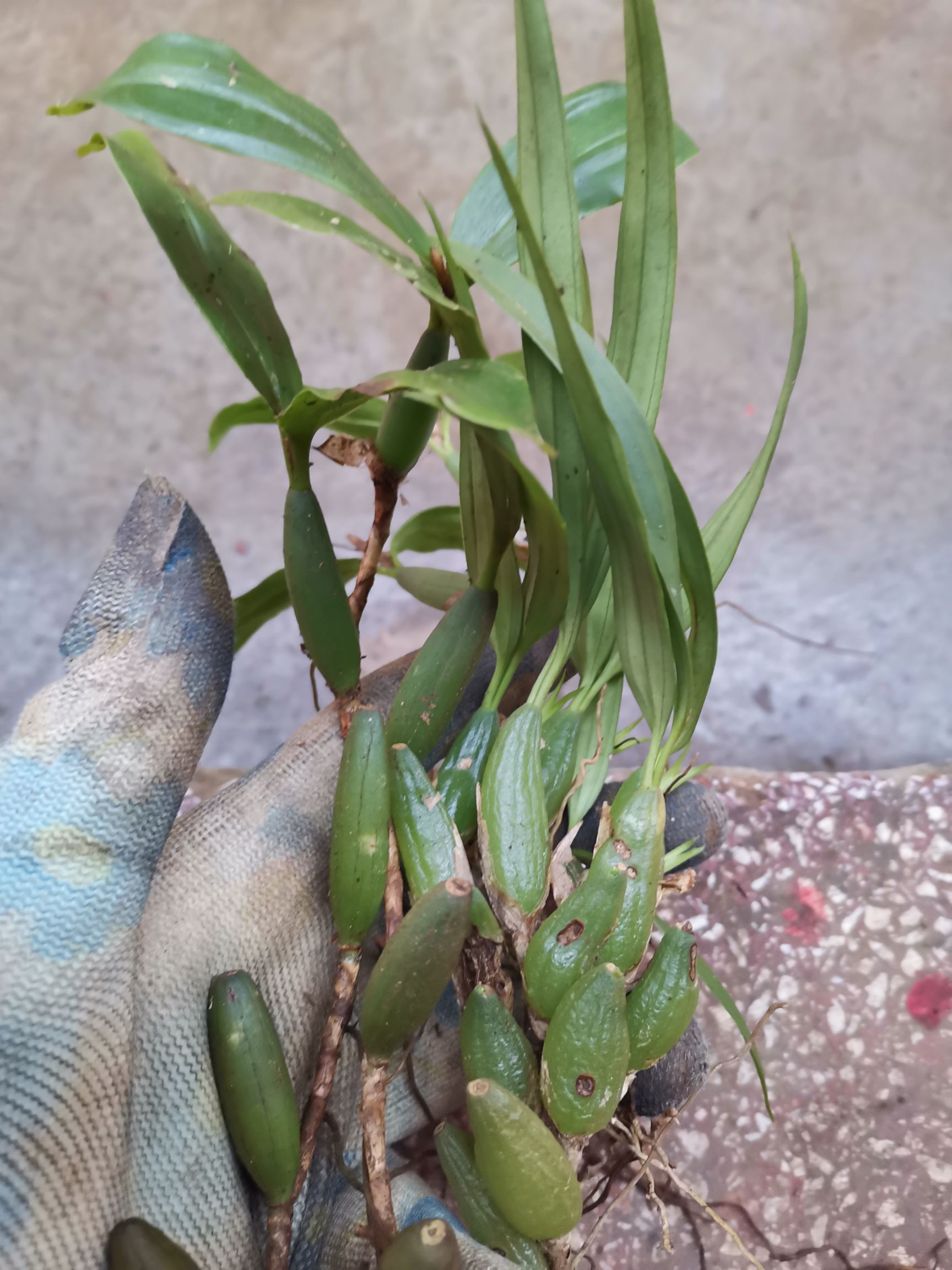 石橄榄  新鲜石仙桃靓货煲汤中药材《双叶中果》批发产地直供包