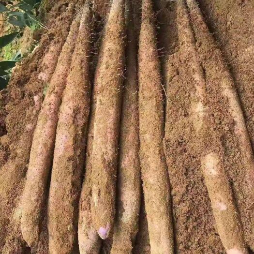 贺州小叶山药，淮山药货源充足产地直供量大从优