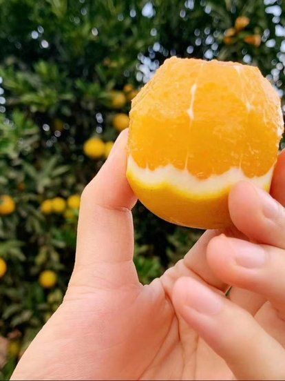 秭归县黑皮橙子  脐橙