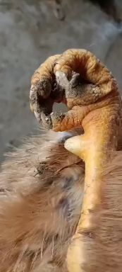 大红公鸡  150多天老鸡，6斤左右，吃玉米