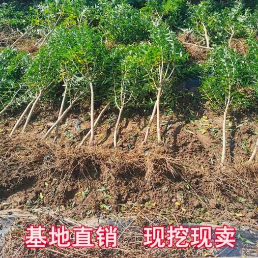 泗洪县果石榴 嫁接苗 