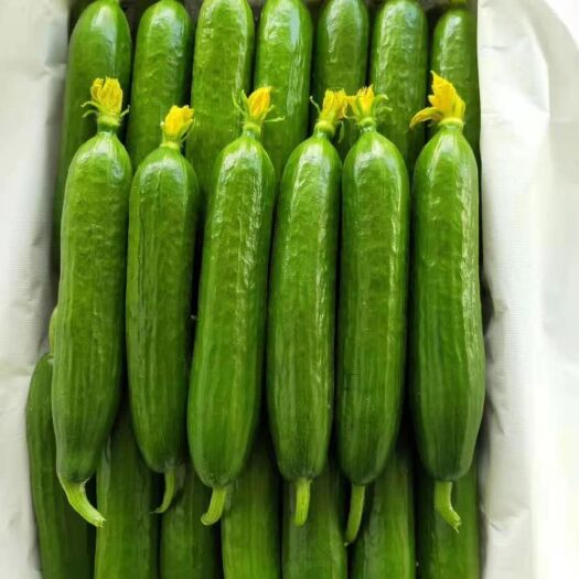 博罗县嫁接油亮青瓜 精品黄瓜（水果黄瓜）
